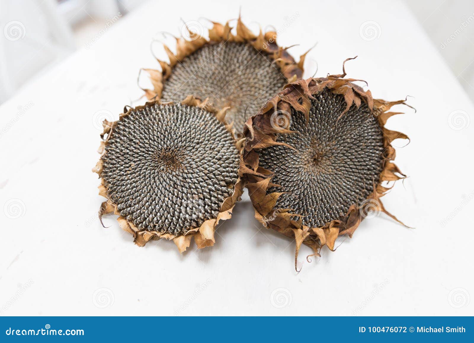 Dried sunflower heads stock photo. Image of grow, kernel - 100476072