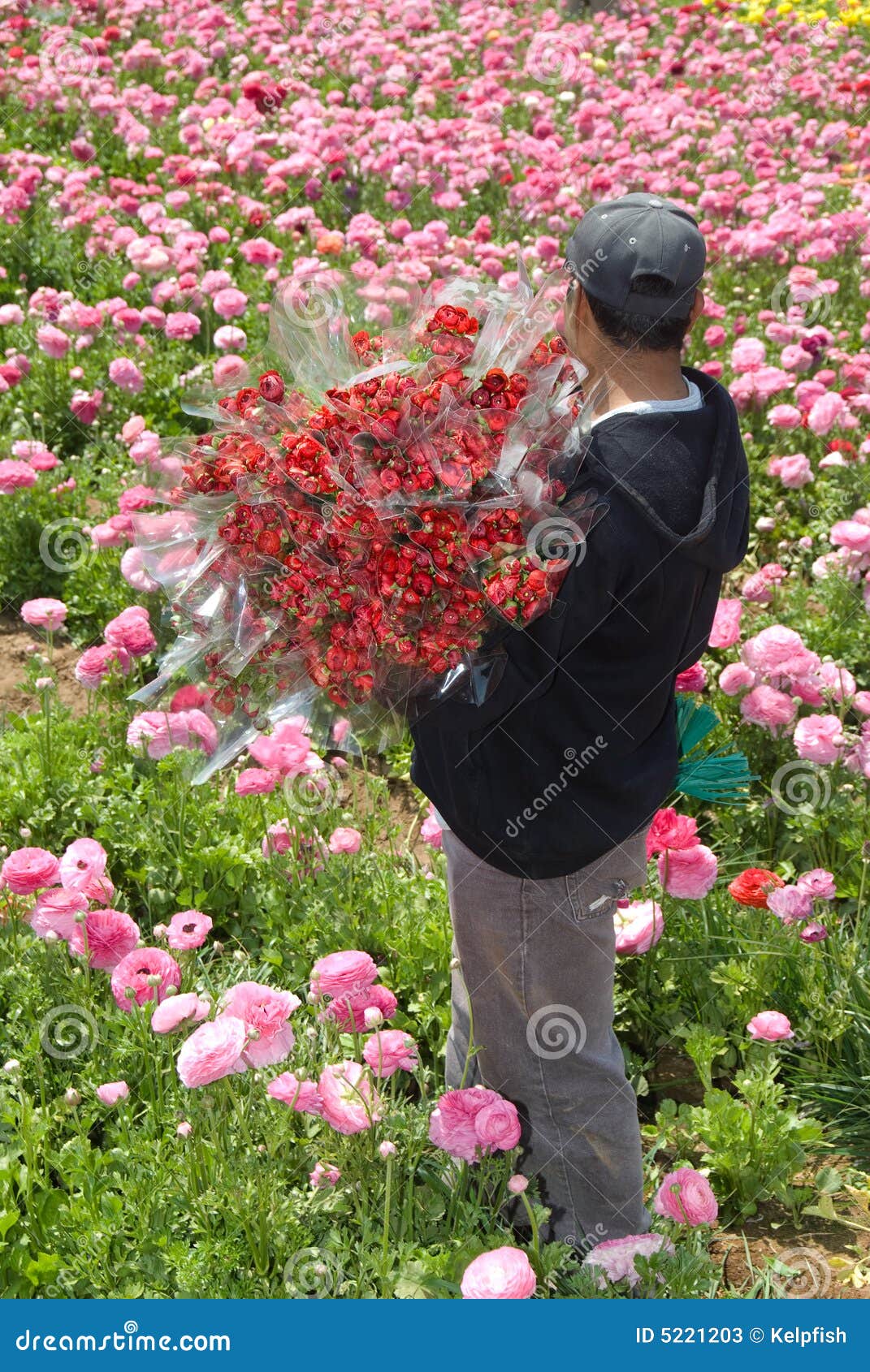 Freshly harvested flowers stock image. Image of tecolote 5221203