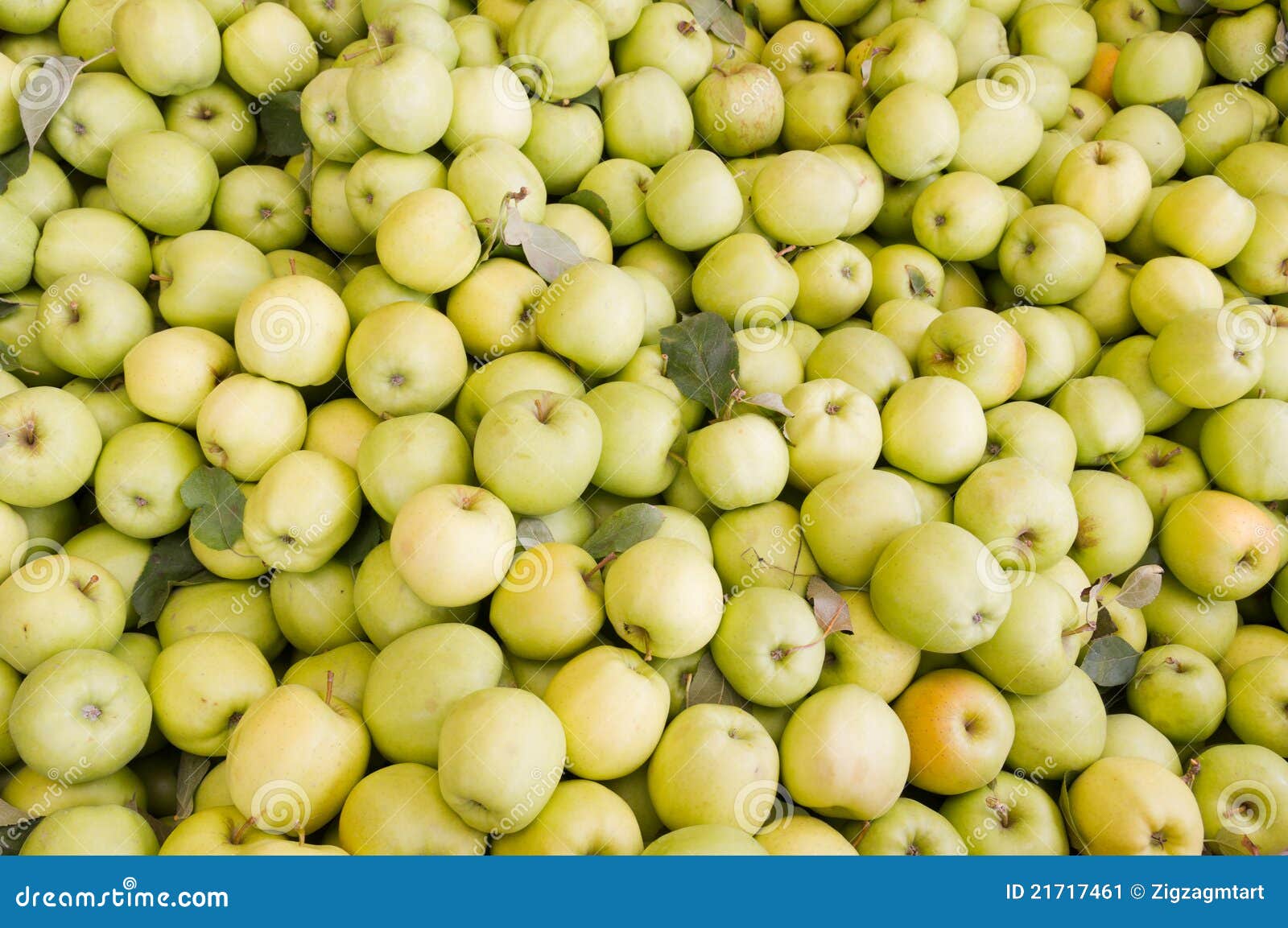 Freshly Harvested Golden Delicious Apples Stock Image Image of apple