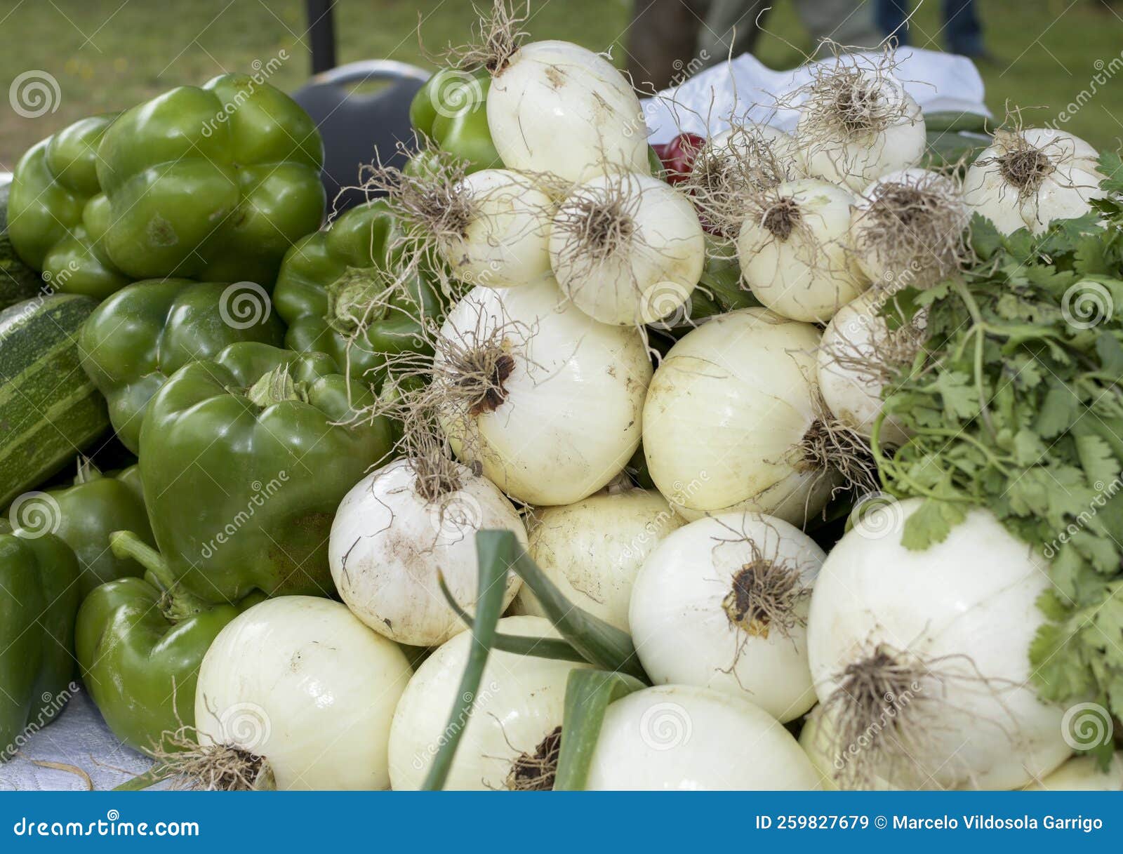 fresh new onions in the rural market
