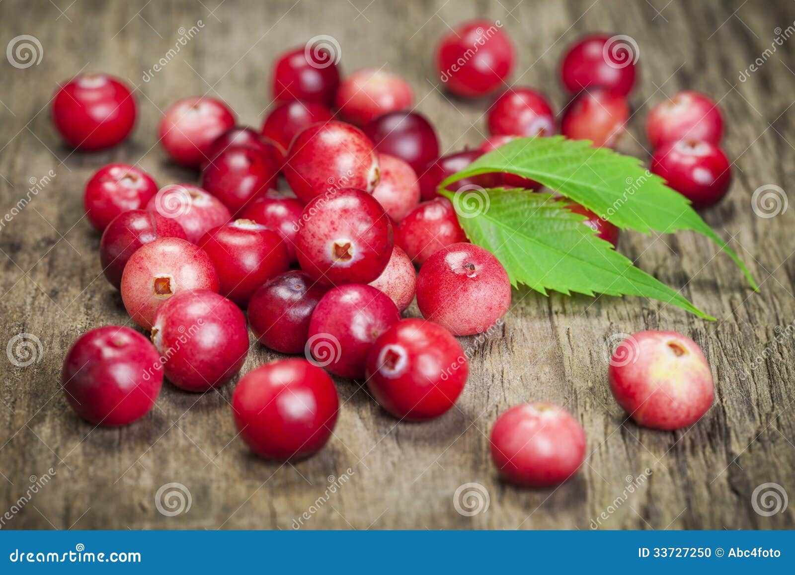 Freshly Harvested Organic Cranberries Stock Photo Image of