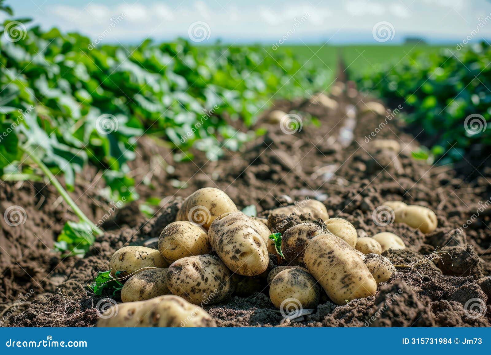 freshly harvested potatoes in a field