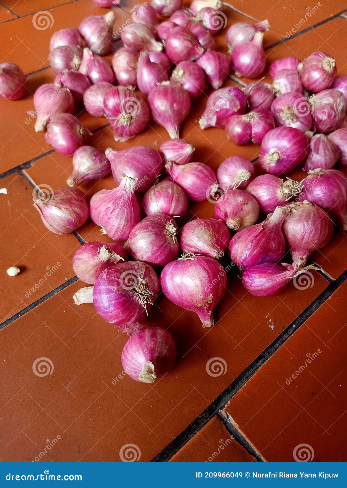 175 Harvested Shallots Stock Photos - Free & Royalty-Free Stock Photos from  Dreamstime