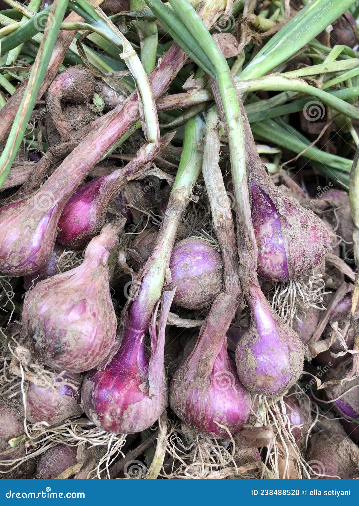 175 Harvested Shallots Stock Photos - Free & Royalty-Free Stock