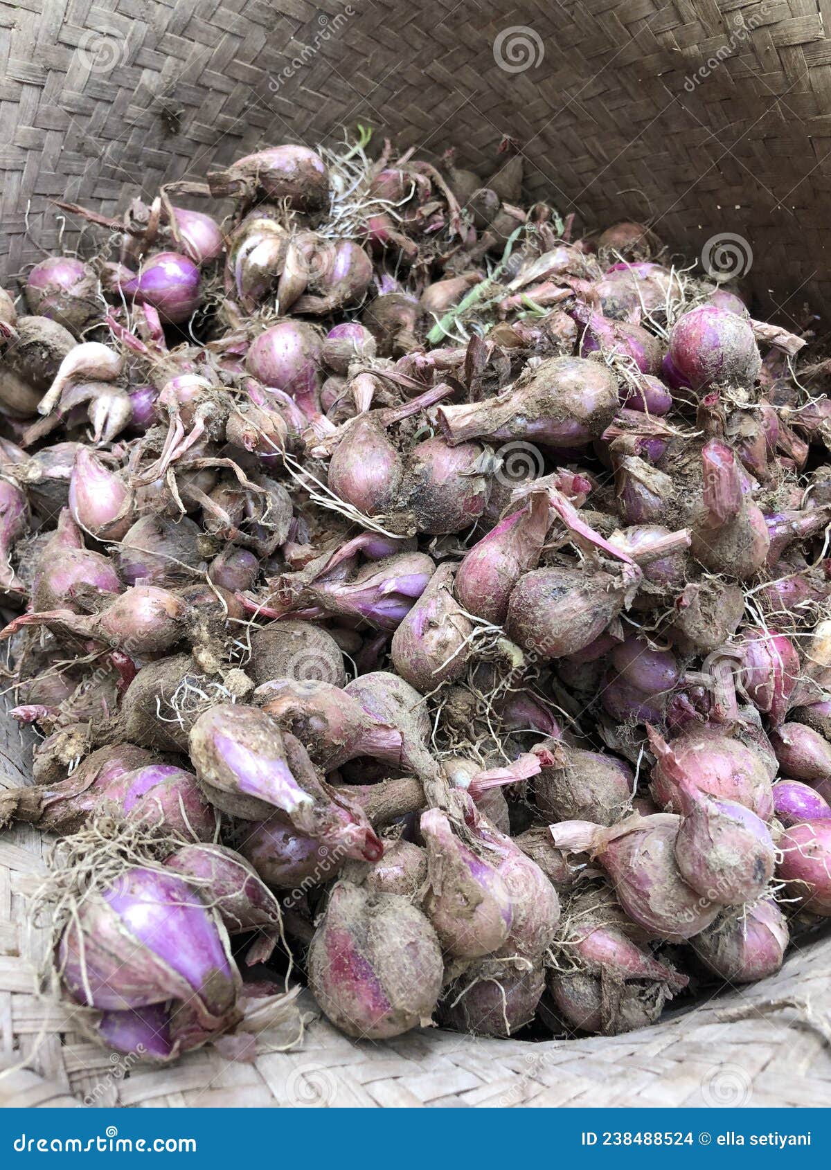 175 Harvested Shallots Stock Photos - Free & Royalty-Free Stock