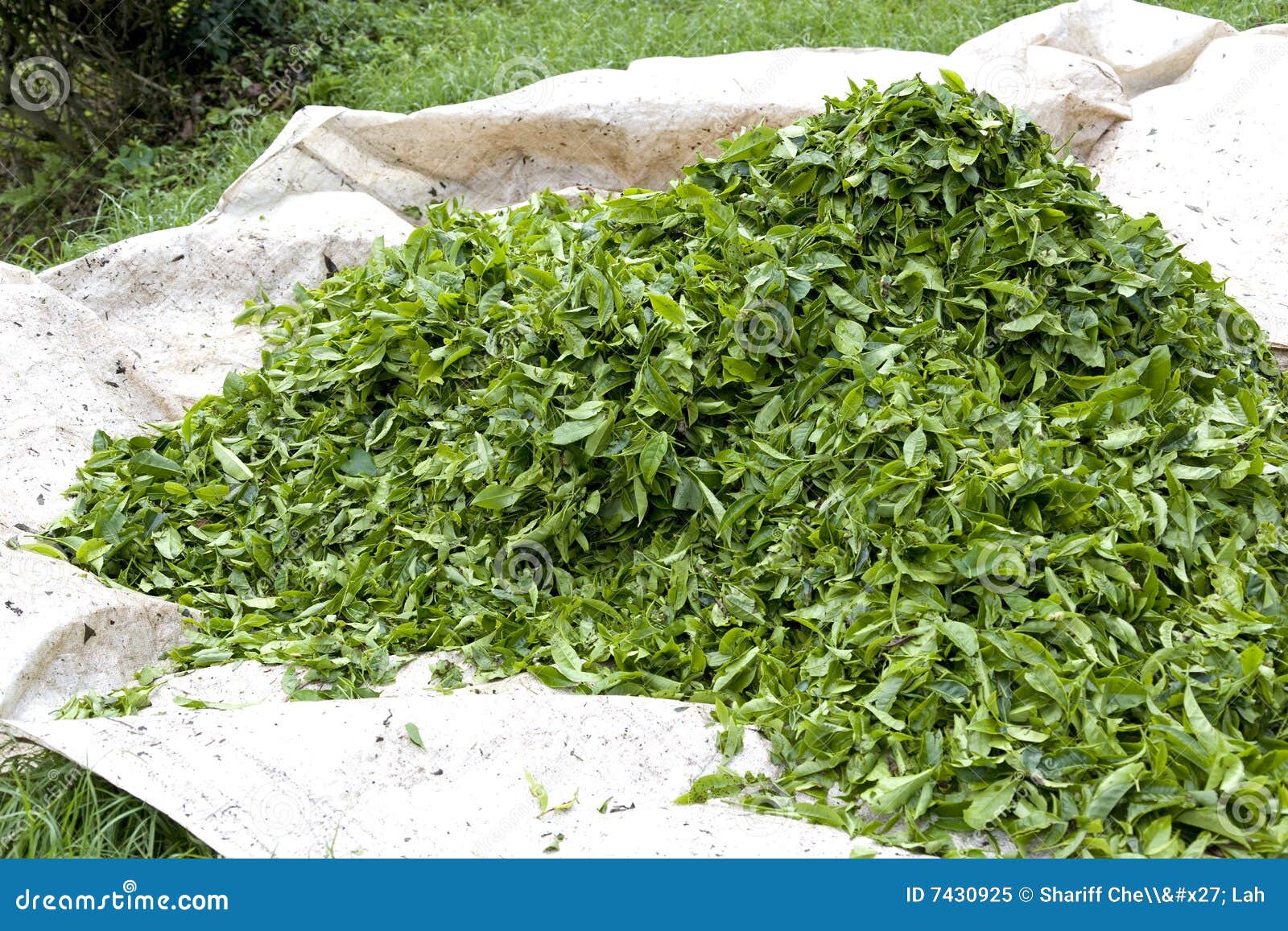Freshly Harvested Tea Leaves Stock Image Image of leaves, beverage