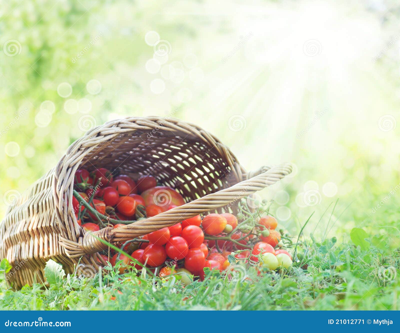 Freshly harvested tomatoes stock image. Image of health 21012771