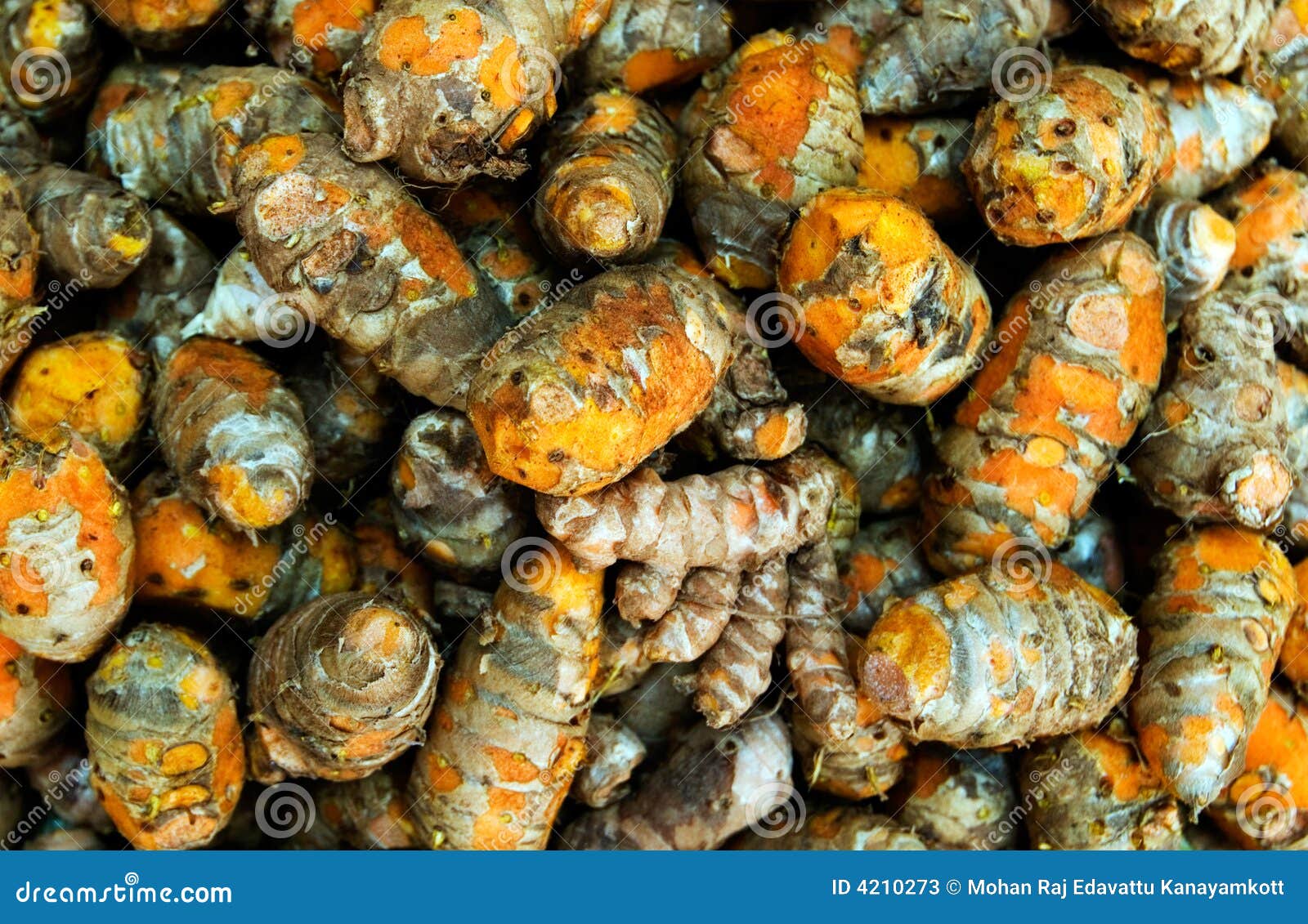 Freshly Harvested Turmeric from Kerala Stock Image Image of medicine