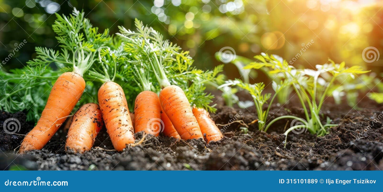 freshly harvested vibrant carrots thriving in a lush greenhouse garden environment