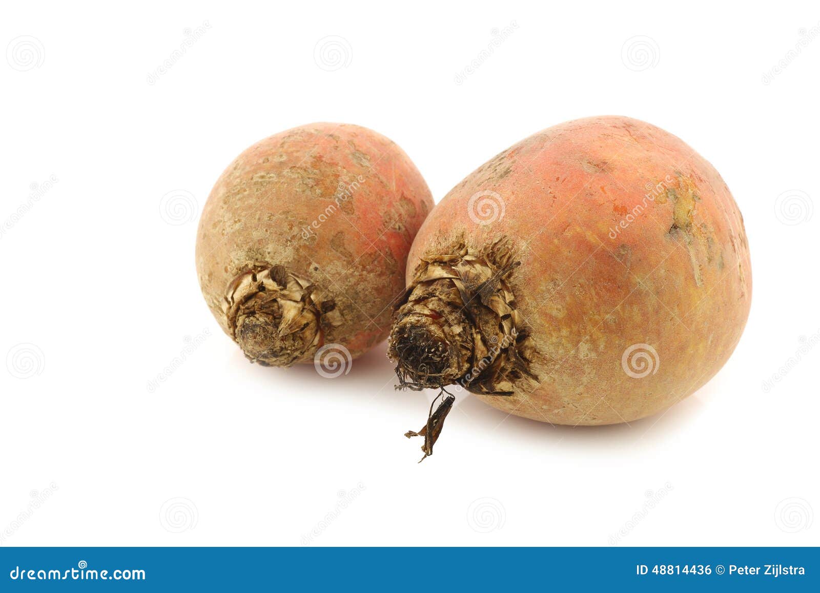 Freshly Harvested Yellow Beets Stock Photo Image of healthy