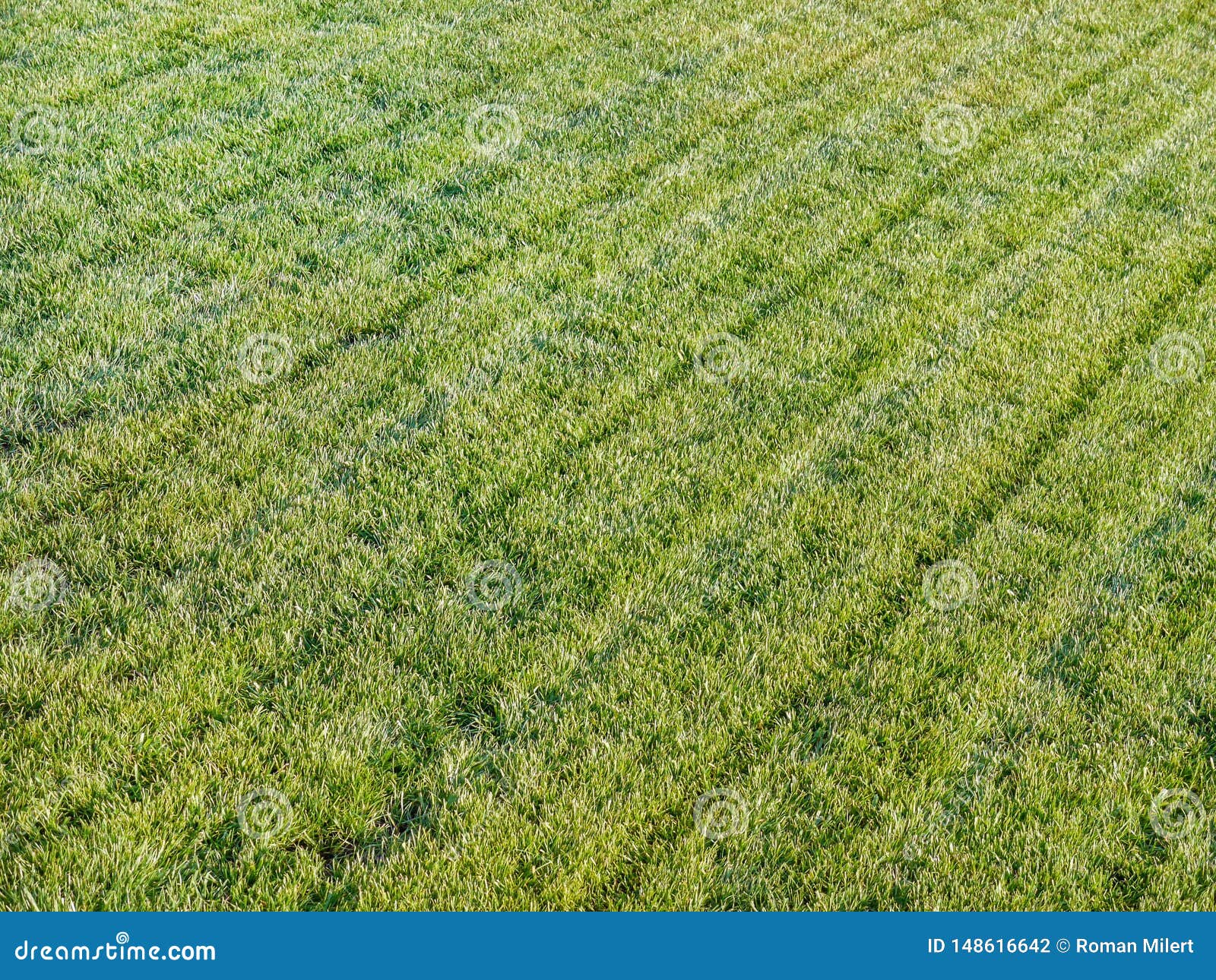 Freshly mowed grass stock photo. Image of cutting, nature - 148616642