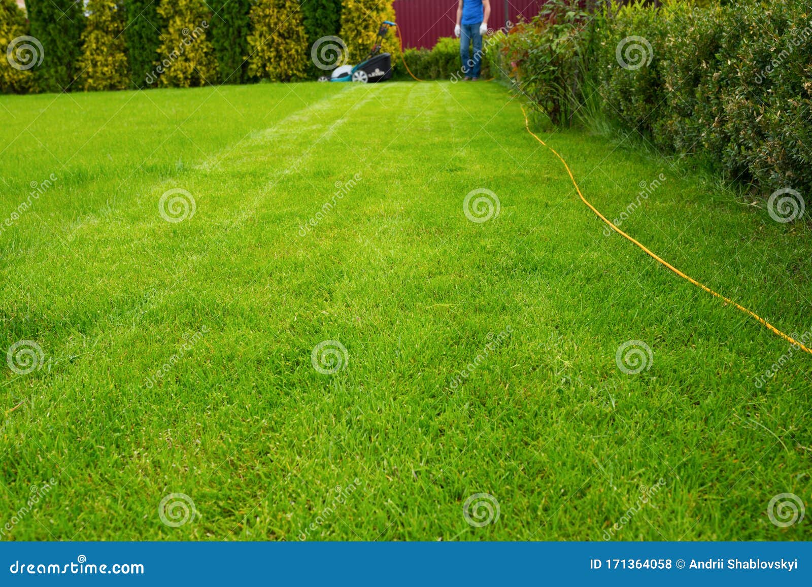 Freshly Mowed Green Grass in the Yard. Backyard Stock Photo - Image of