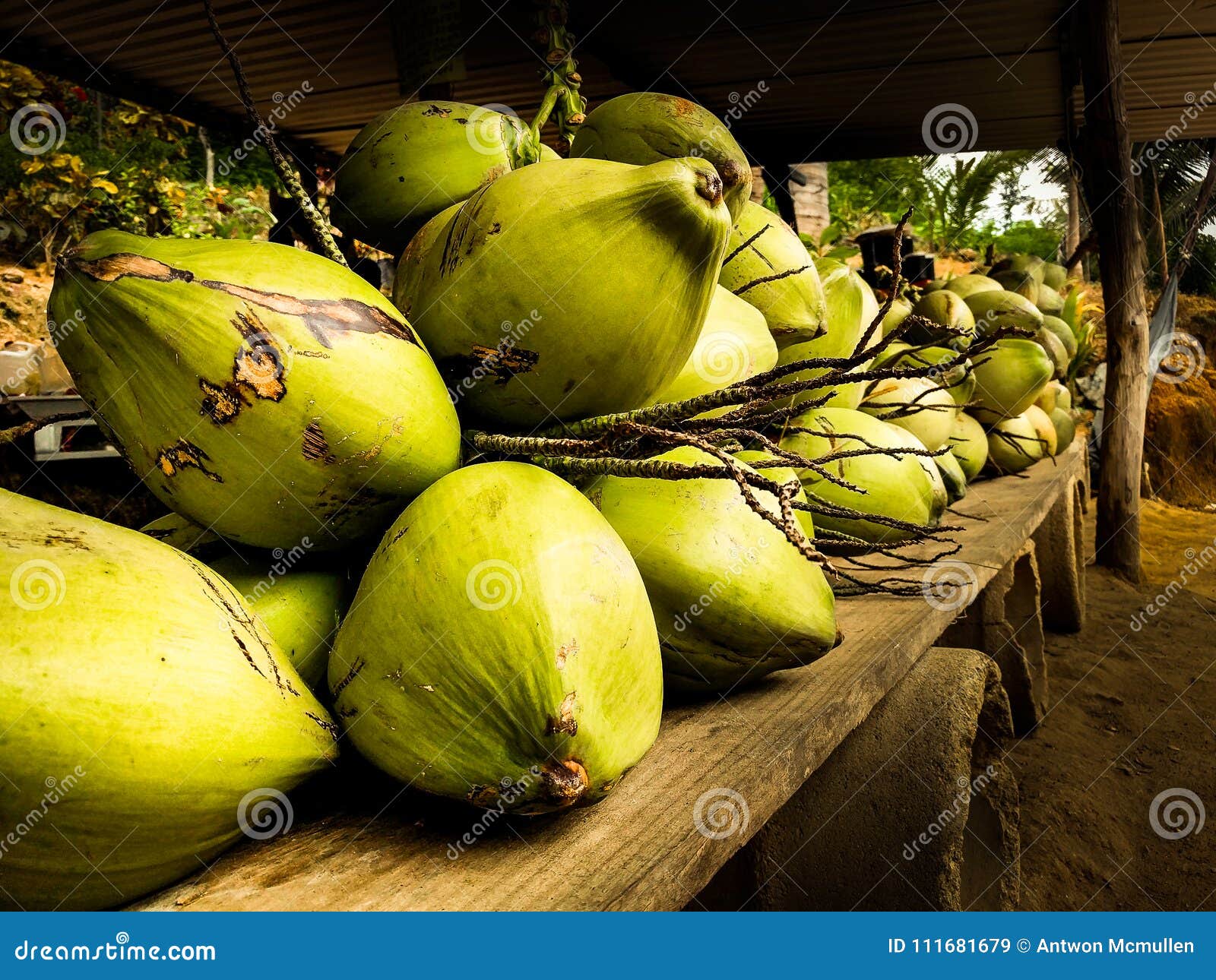 Freshly Picked Coconuts on Display in Rural Oaxaca. Stock Image Image