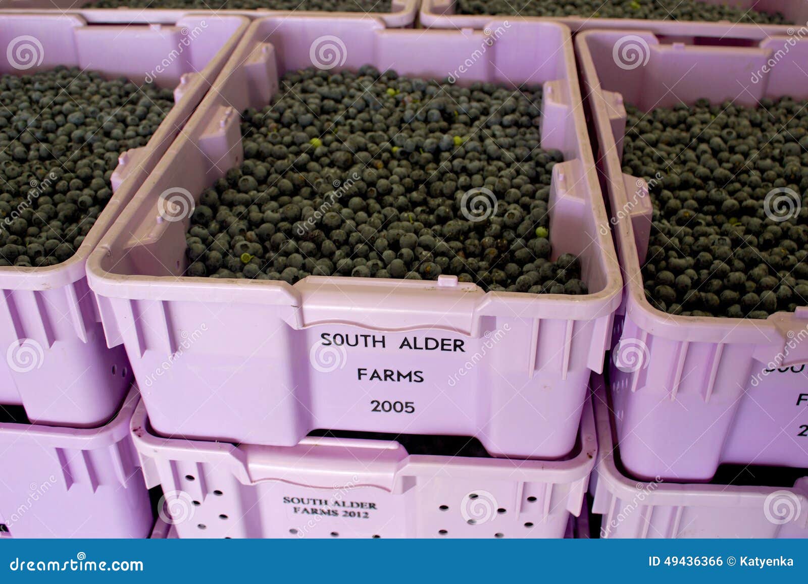 Freshly Picked Highbush Blueberries Ready for Sorting Editorial Photo