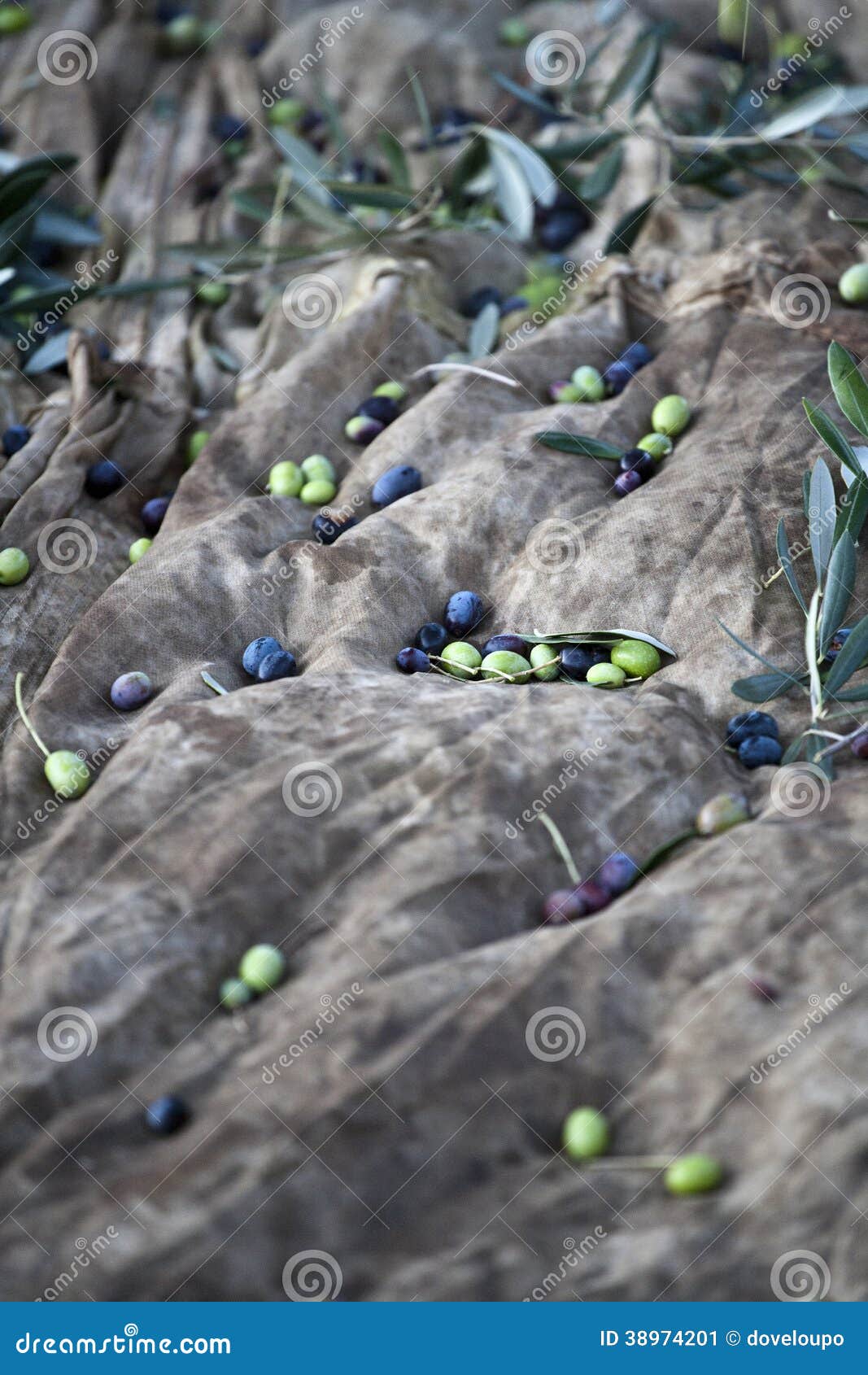 Olives on sheet stock image. Image of picked, fresh, olives 38974201