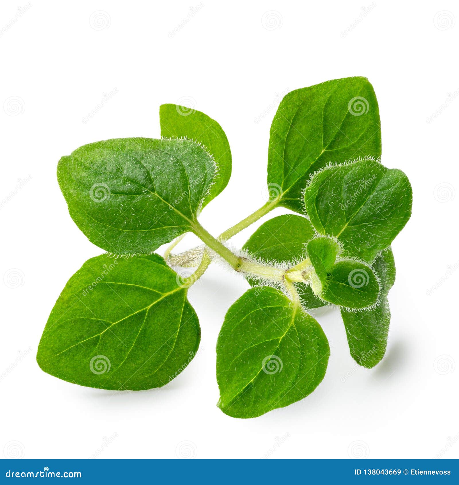 Freshly Picked Oregano Leaves Isolated on White Stock Image - Image of ...