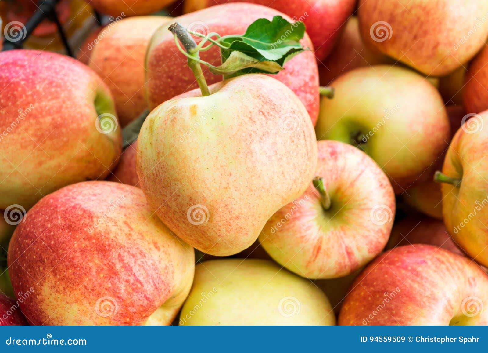 Freshly Picked Organic Gala Apples Stock Image Image of nutritious