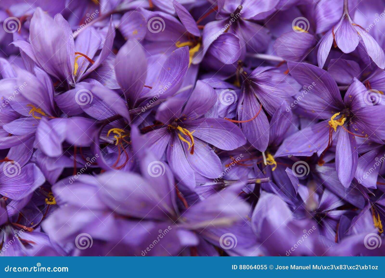 Freshly Picked Saffron Flowers Stock Image Image of delicate, elegant