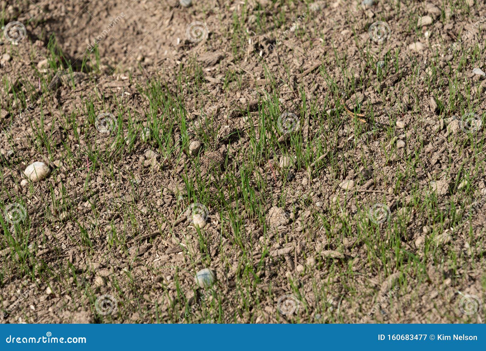Freshly Planted Grass Seeds Growing In Dry Dirt With Pebbles In It