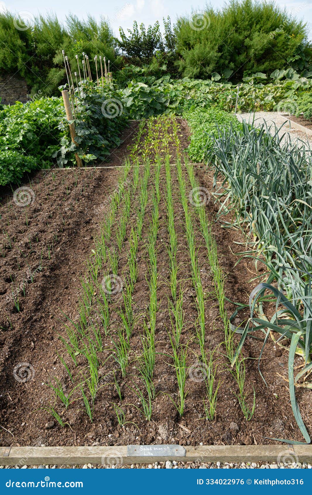 freshly planted rows of leeks and beans
