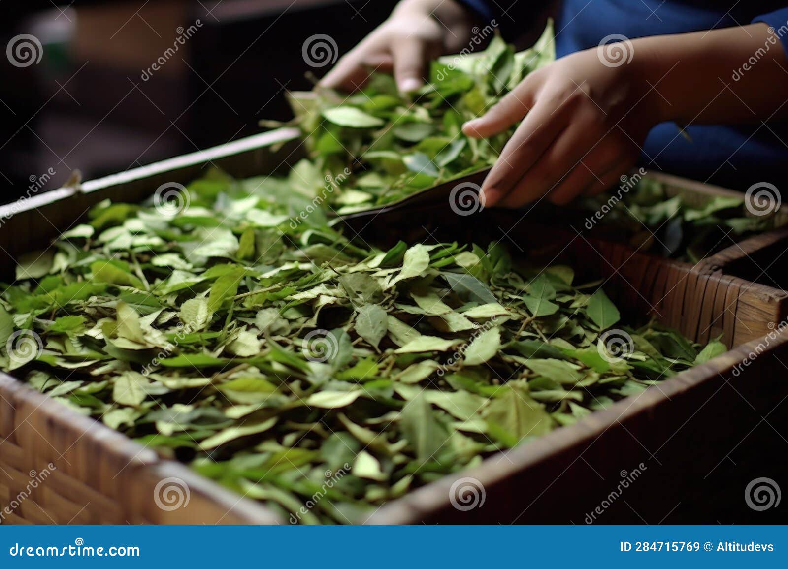 Freshly Processed Tea Leaves in Handcrafted Packaging Stock
