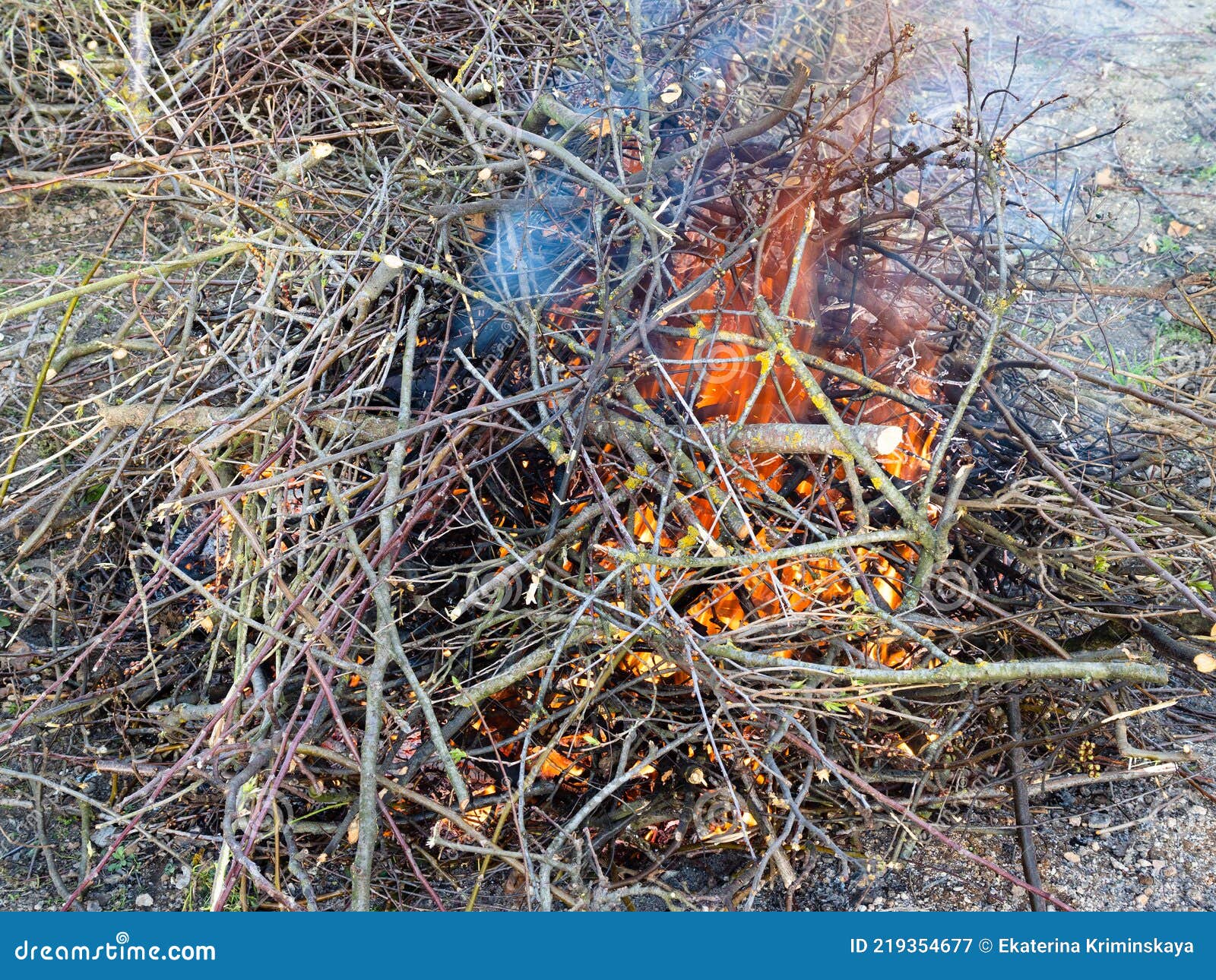 Freshly Pruned Branches are Burning Outdoors Stock Image Image of