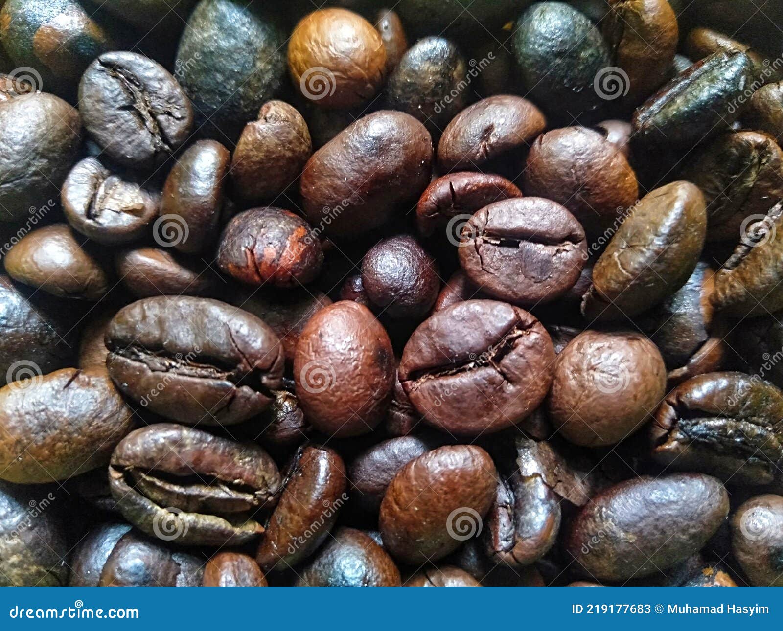 Freshly Roasted Robusta Coffee Beans Close Up. Stock Image Image of