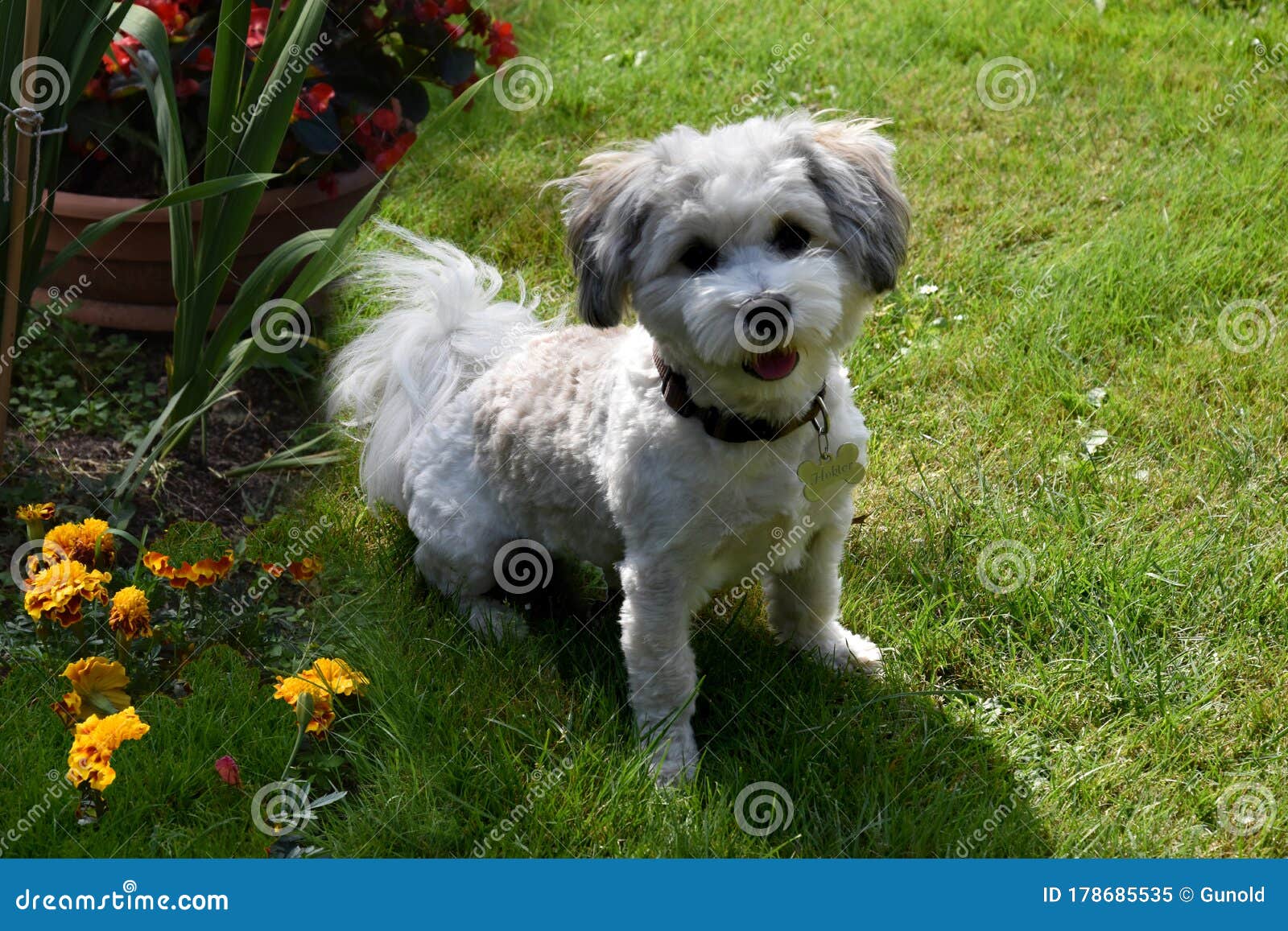 havanese summer haircuts