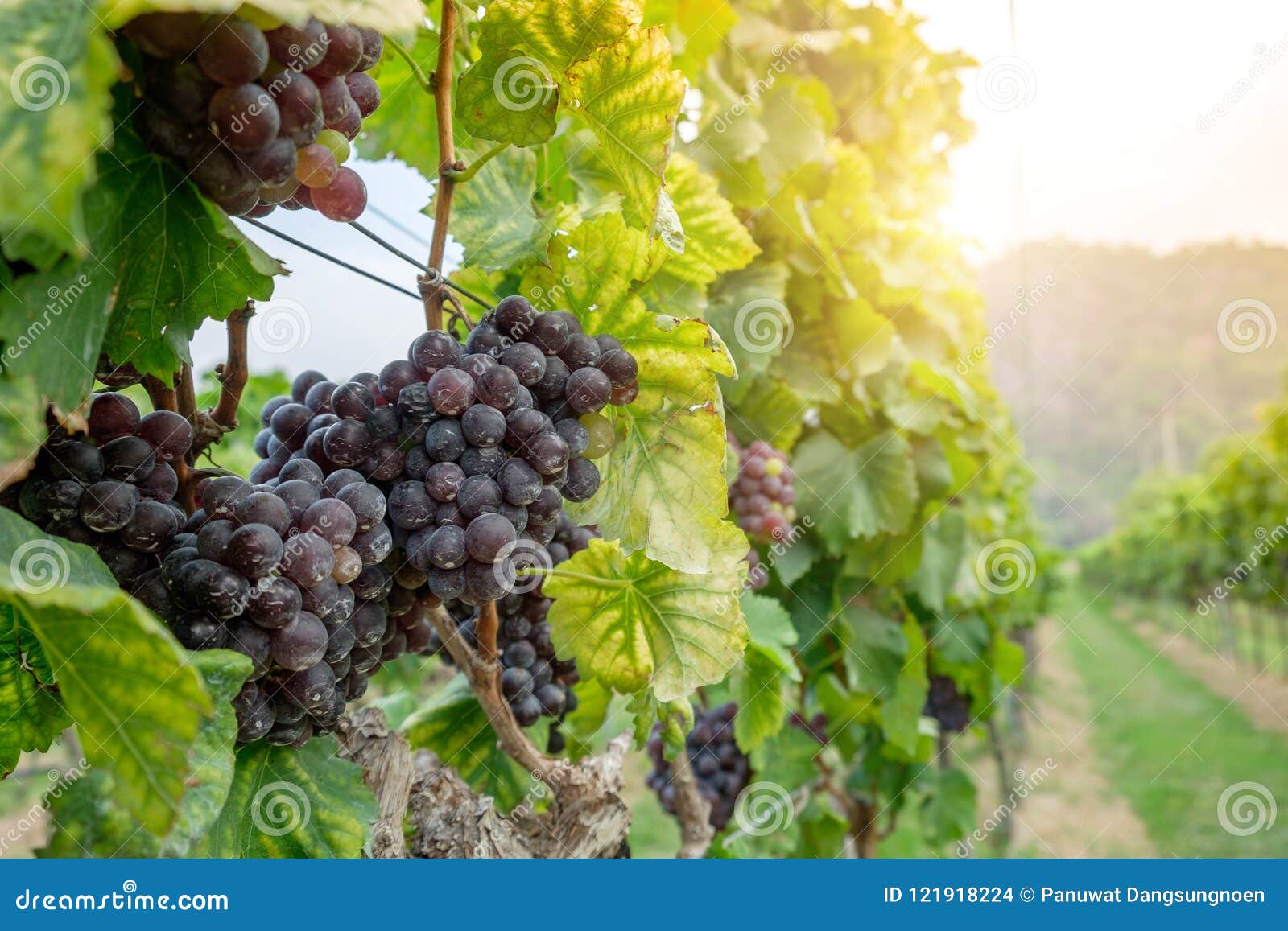 freshly shiraz grapes for wine production