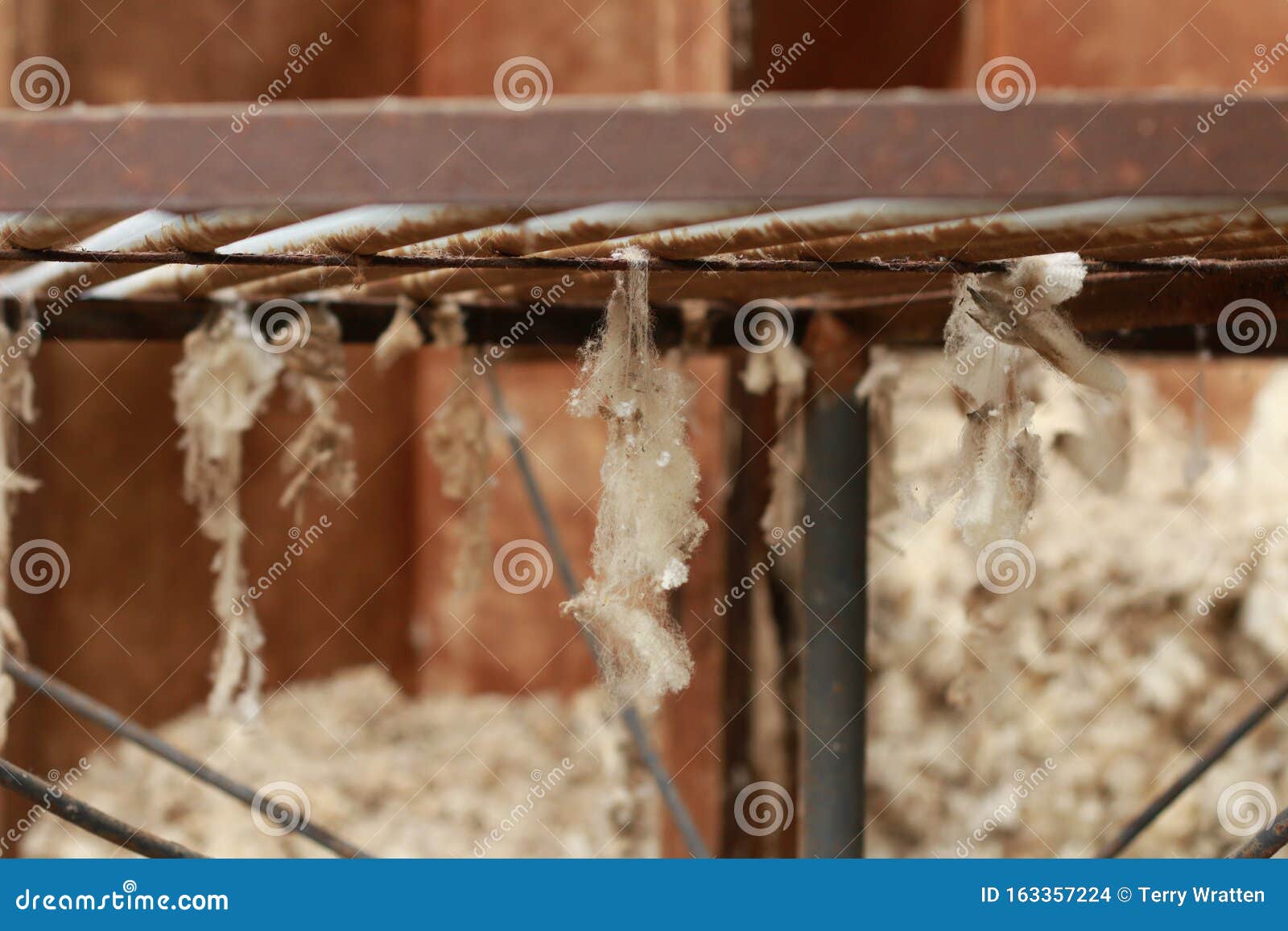 Freshly Shorn Wool Hanging From The Turntable After Being 