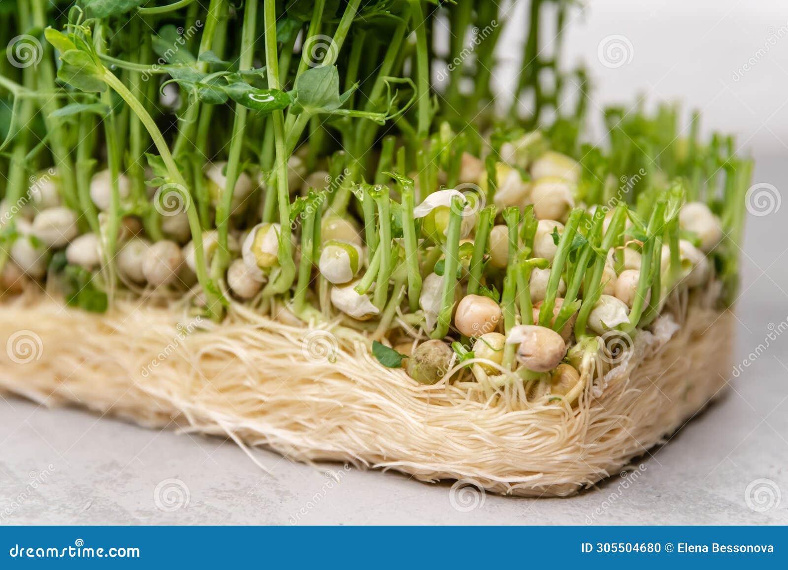 freshly snipped pea shoots lay scattered on a neutral backdrop, their tendrils