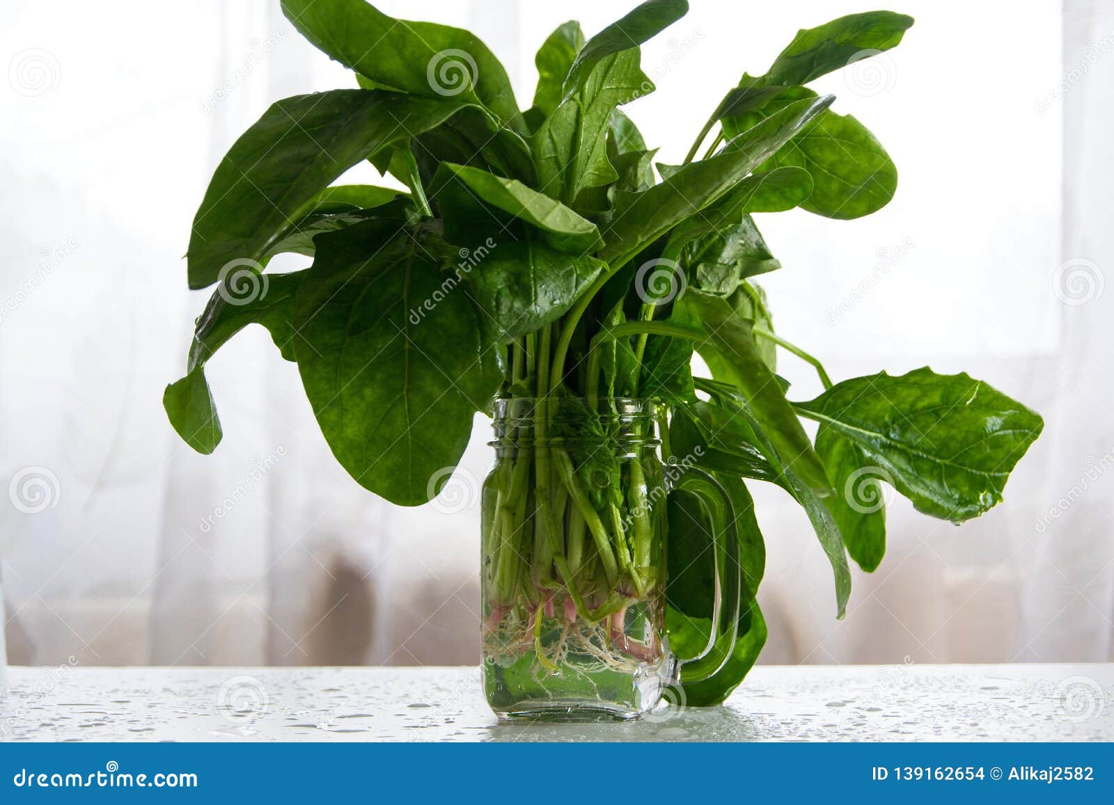 Freshly spinach in the glass cup, Agricultural industry food concept, healthy fresh eating background