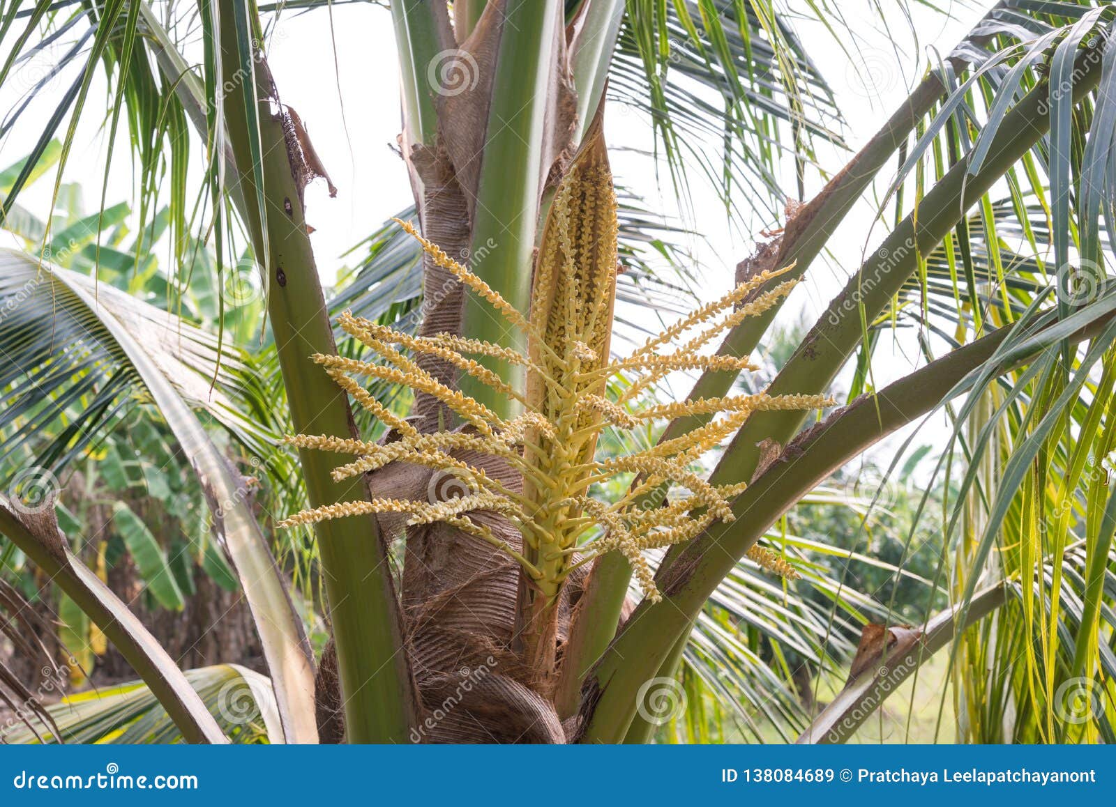 Freshness Coconut Flowers Brunch on Coconut Tree Stock Image Image of