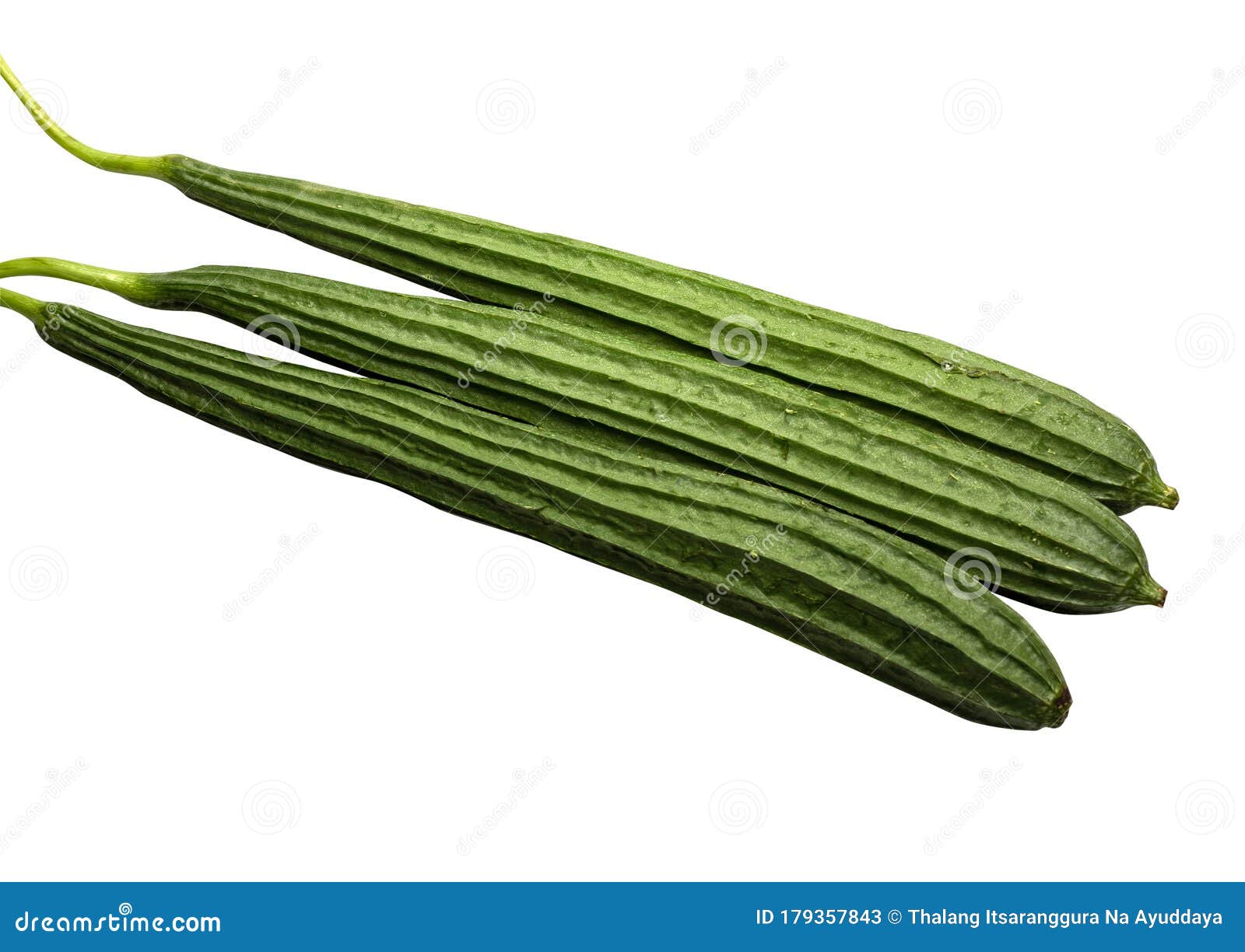 freshness three green angled loofah or aculangula vegetable long size .  on white background with clipping path