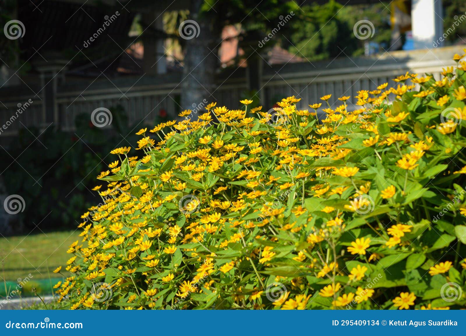 freshness warm sunlight on a group of small yellow-flowered melampodium divaricatum plants blooming in the garden