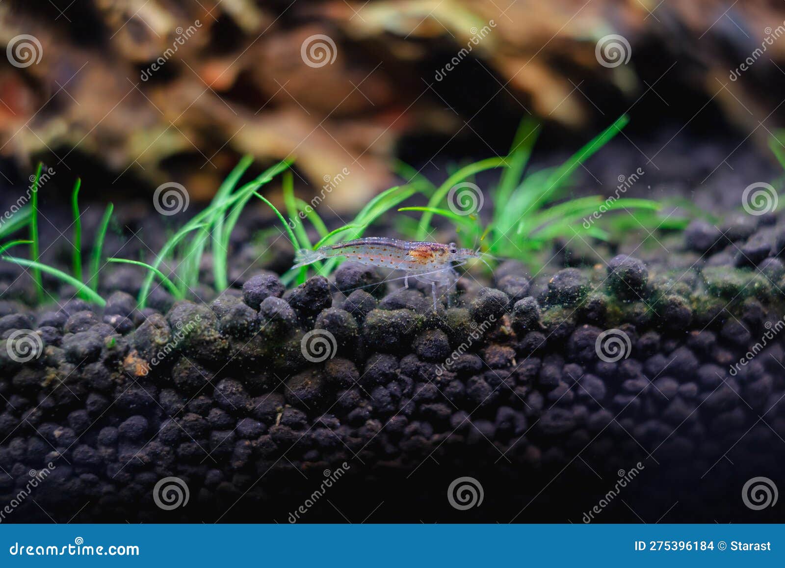 freshwater amano shrimp on the soil in a plant aquascape