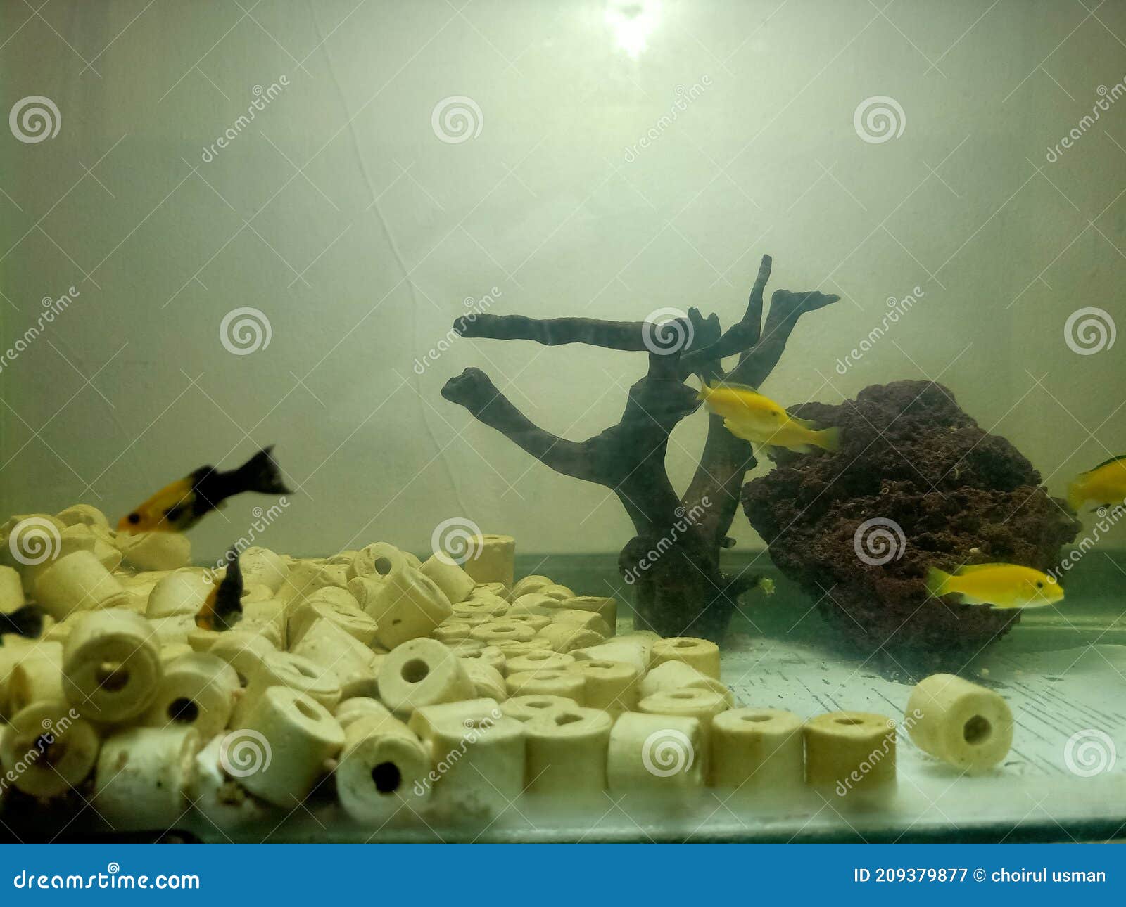 Freshwater Aquarium Containing Lemon Guppies Stock Image Image of