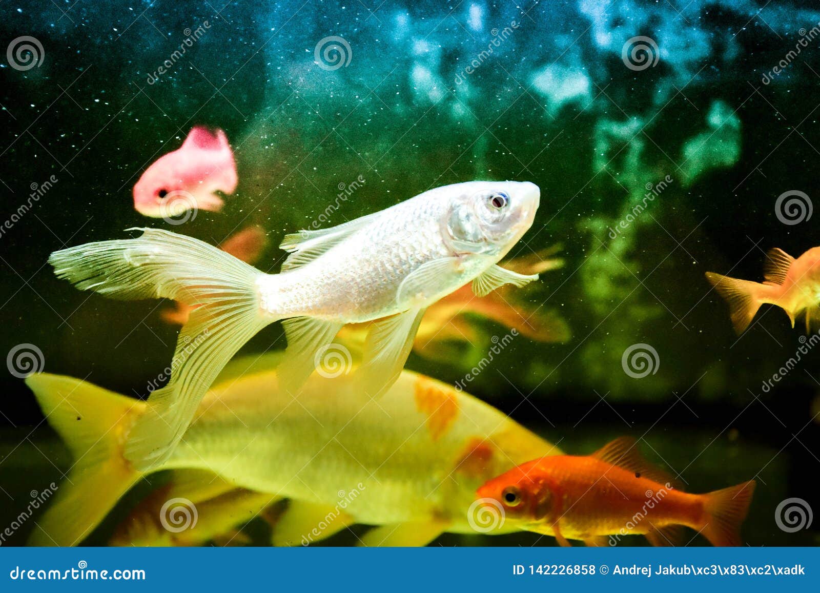 freshwater aquarium fish, goldfish from asia in aquarium, carassius auratus