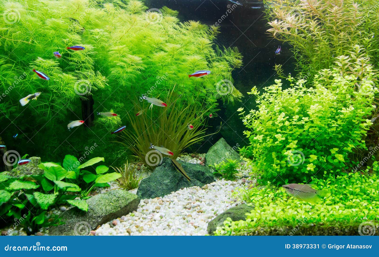 freshwater aquarium