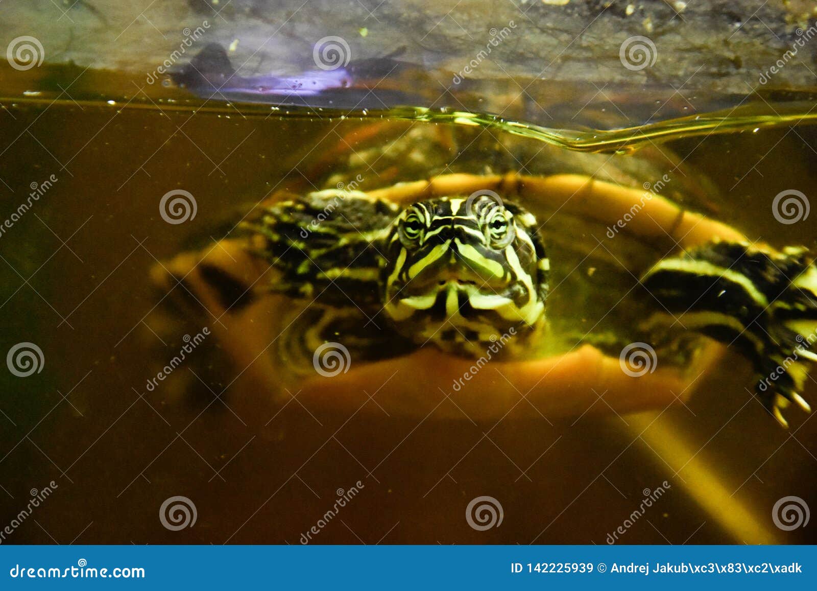 turtle in pet shop