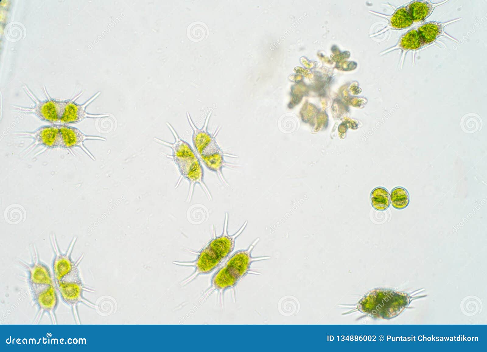freshwater phytoplankton