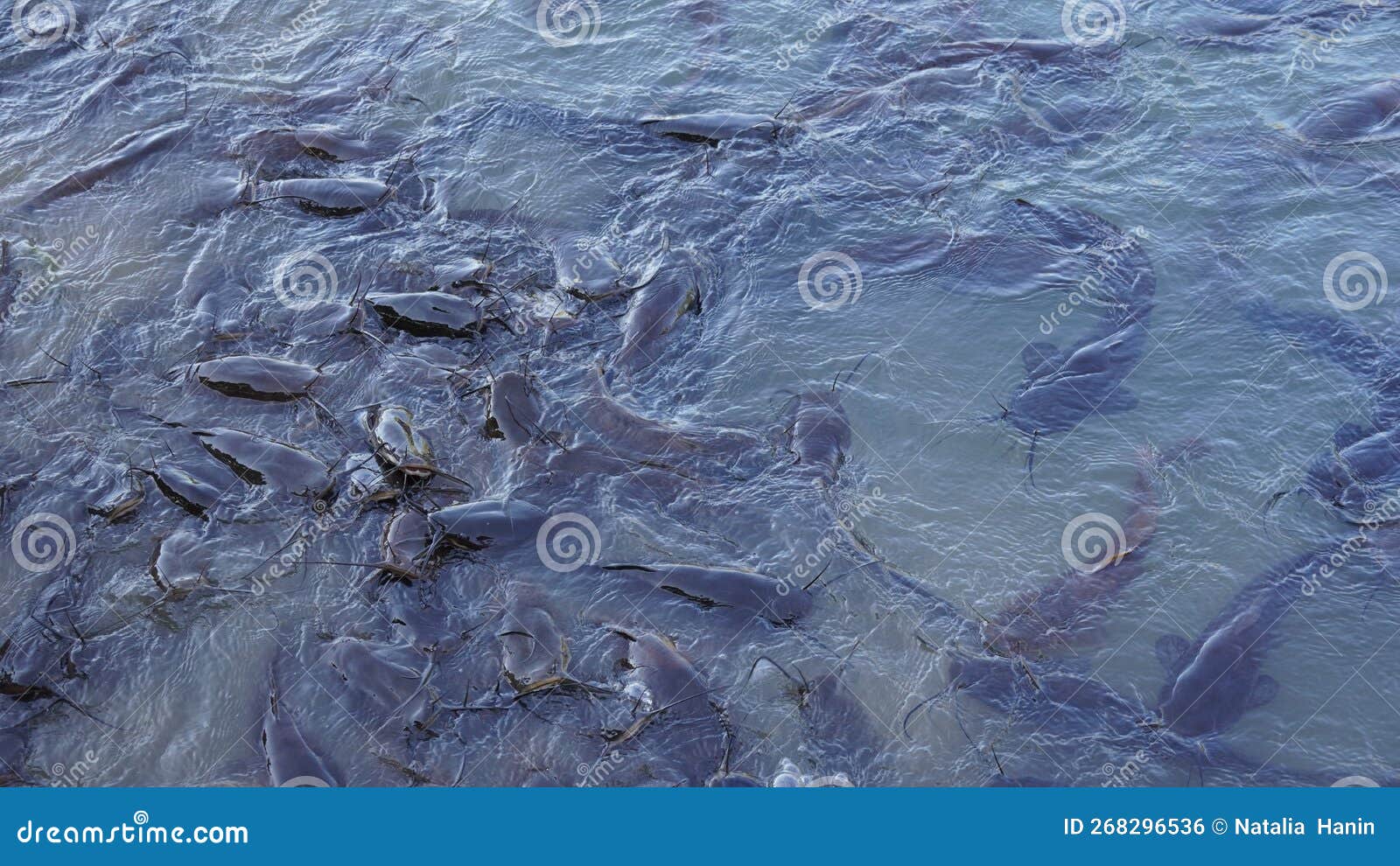 Freshwater Black Catfish. Group of Catfish Waiting for Bread Feeding in
