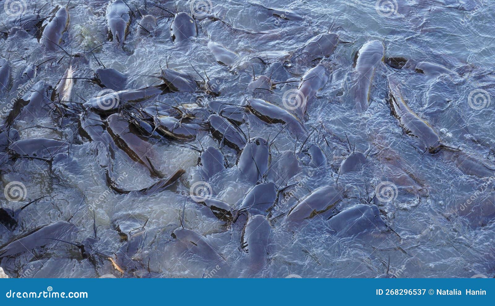 Freshwater Black Catfish. Group of Catfish Waiting for Bread Feeding in