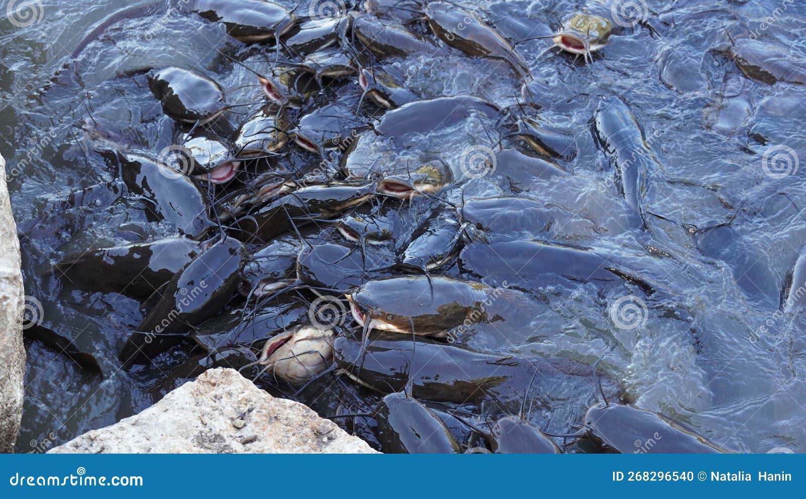 Freshwater Black Catfish. Group of Catfish Waiting for Bread Feeding in
