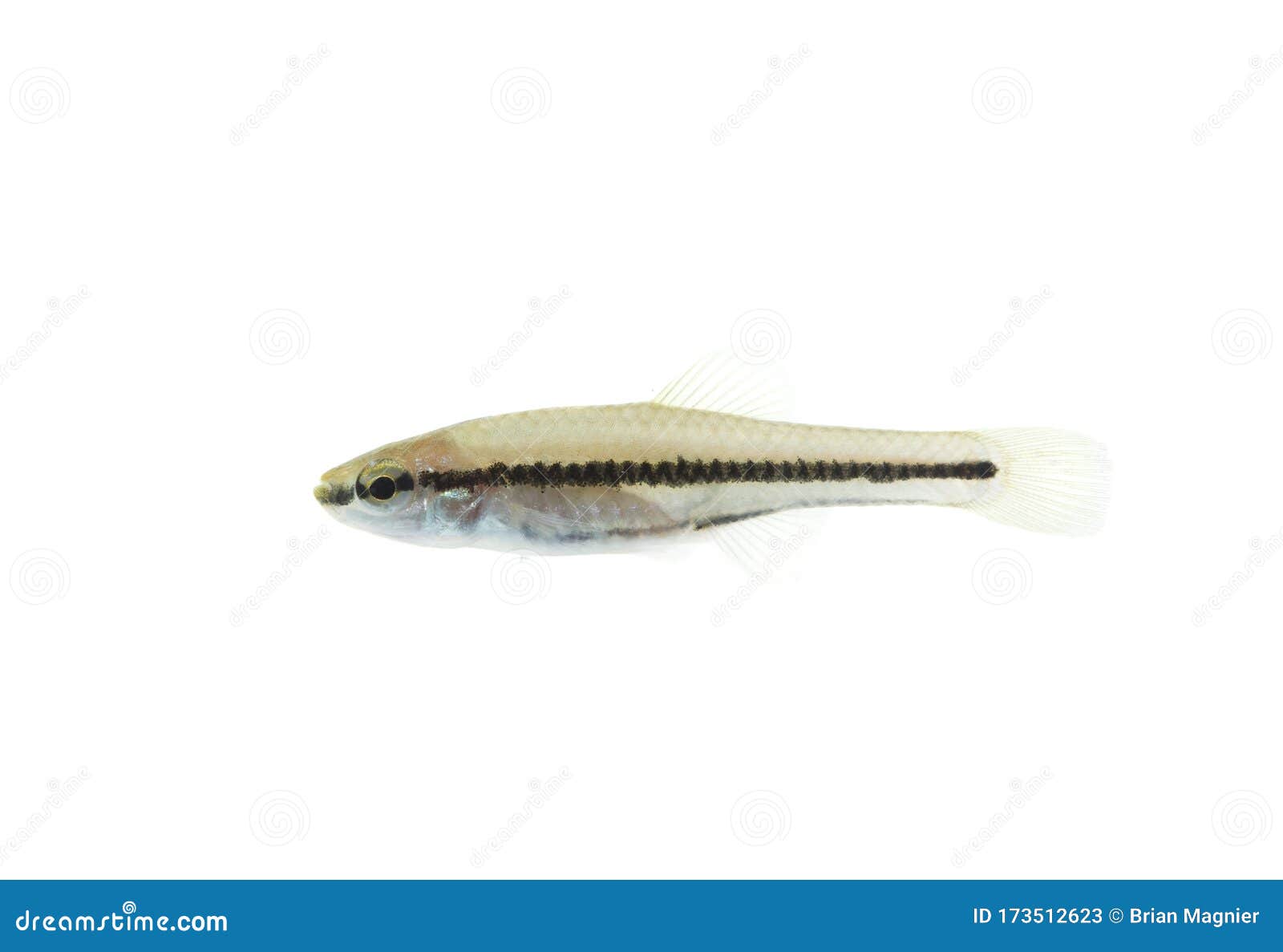 Freshwater Bluefin Killifish on White Stock Image - Image of lake