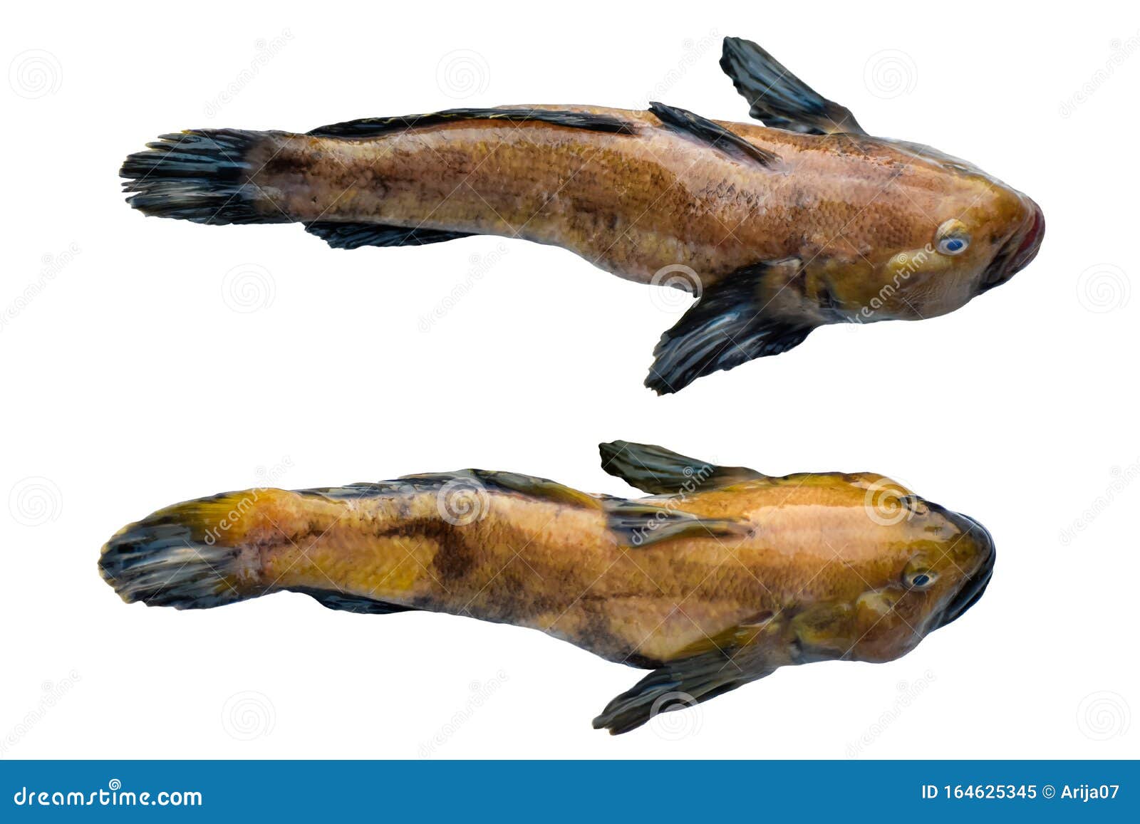 1,411 Monkey Fish Stock Photos - Free & Royalty-Free Stock Photos from  Dreamstime