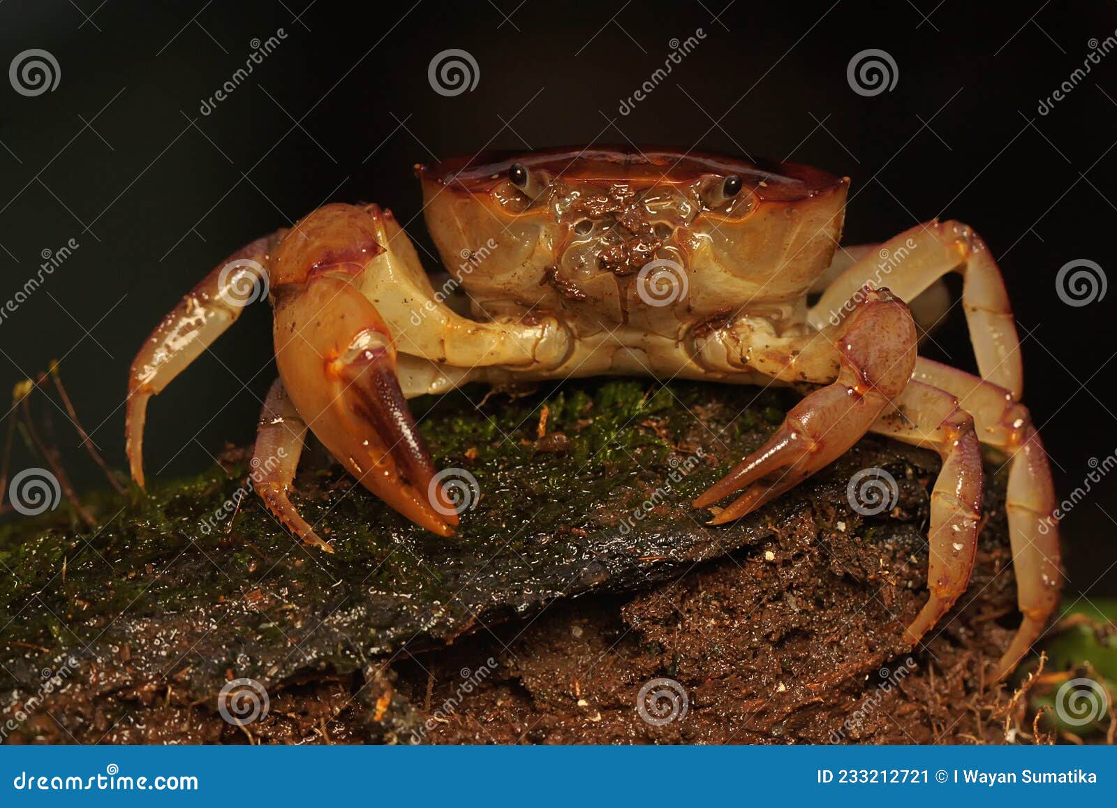 a freshwater crab resting on a rock overgrown with moss.