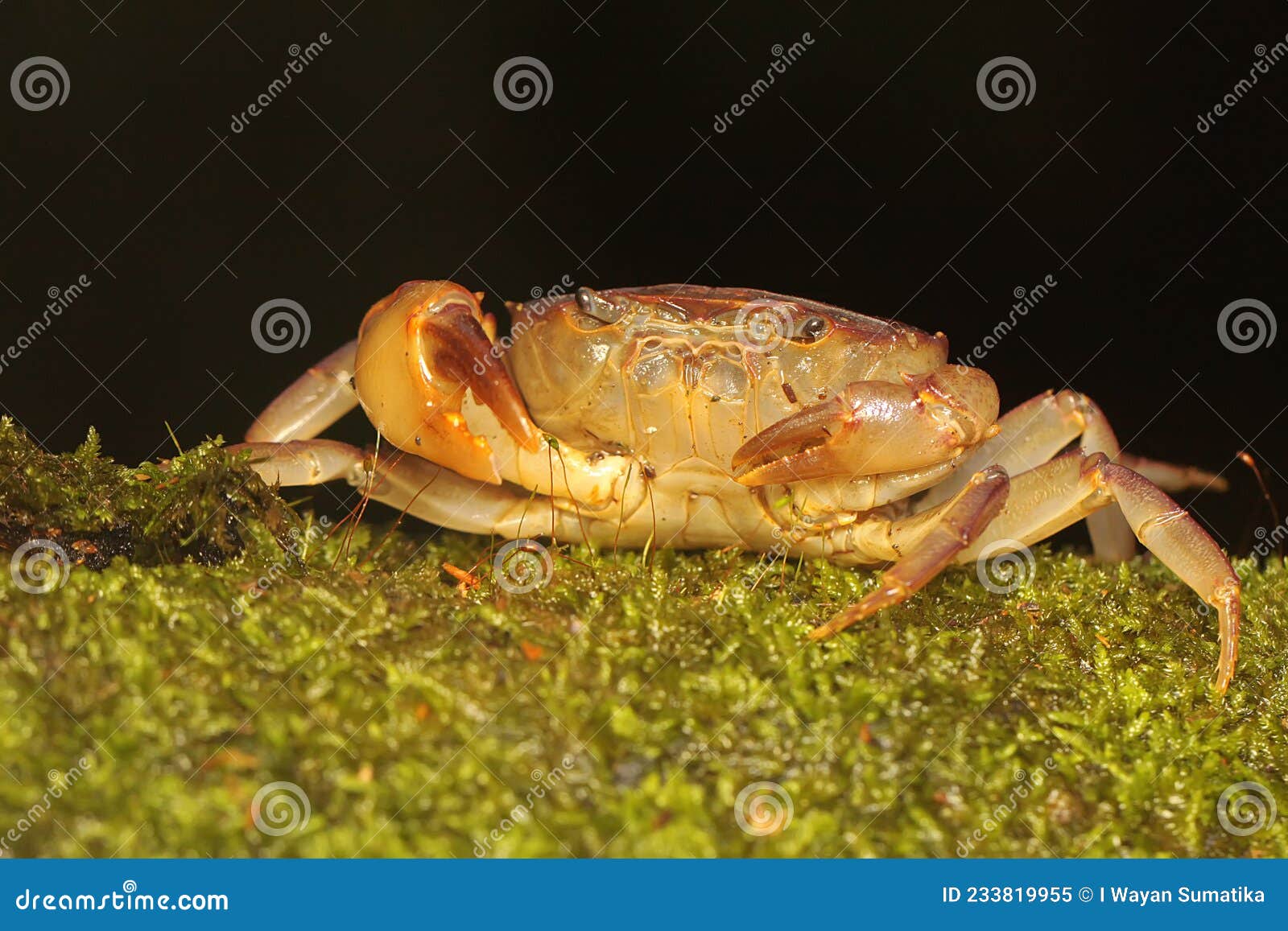 a freshwater crab resting on a rock overgrown with moss.