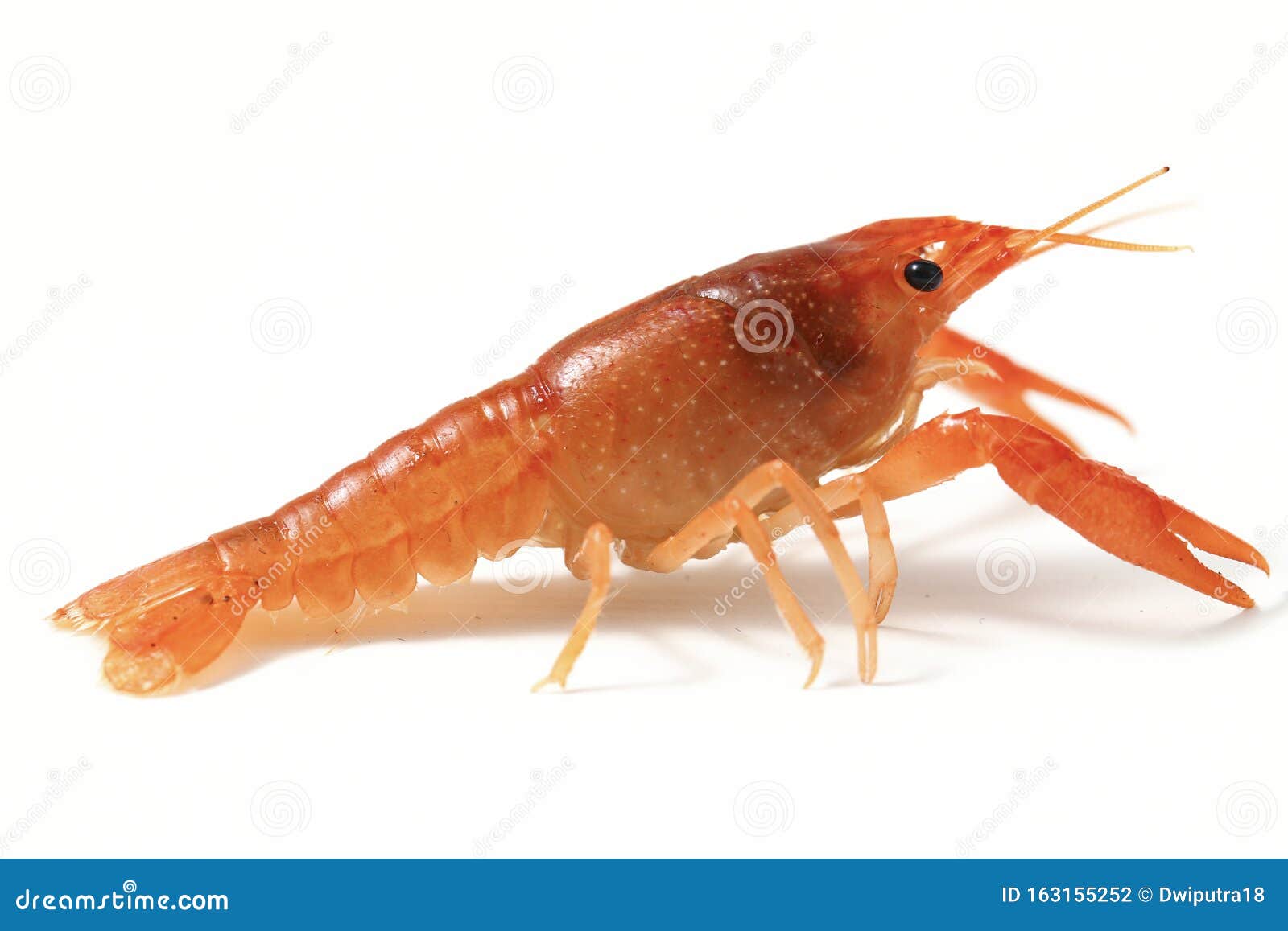 Freshwater Crayfish Procambarus Clarkii Isolated Stock Photo Image of boiled, hand 163155252
