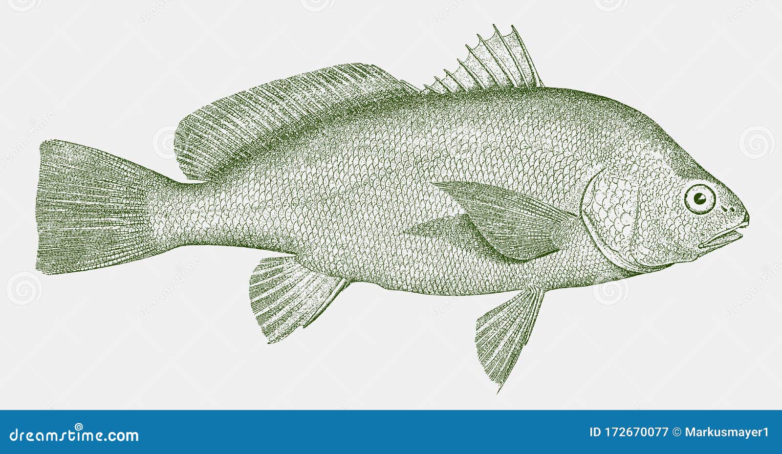 Freshwater Drum Aplodinotus Grunniens, Freshwater Fish Endemic To